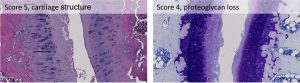 histopathology scoring