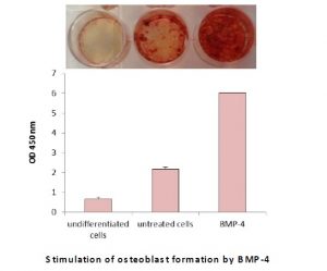 osteoblast-formation