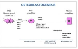 osteoblastogenesis