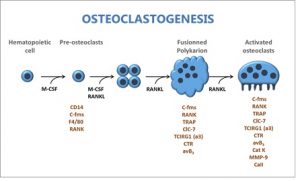 osteoclastogenesis