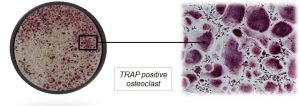osteoclasts-in-vitro-assays