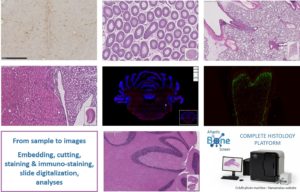 preclinical histology platfom