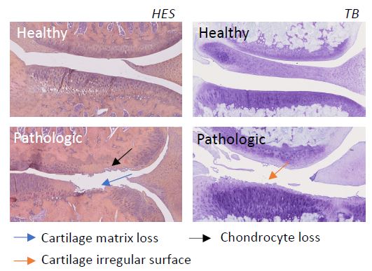 ACLT MNX osteoarthritis histology - preclinical model