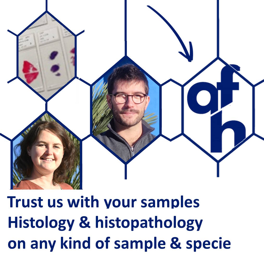 afh histotechnologie