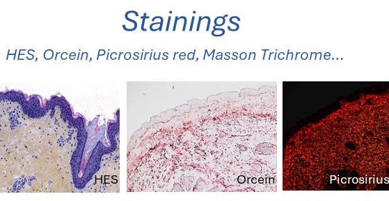 stainings skin histology