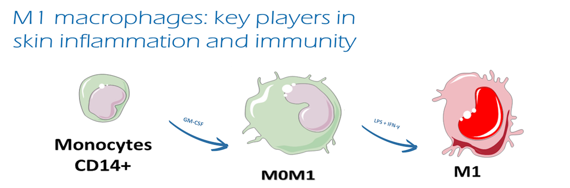 macrophages m1 vitro
