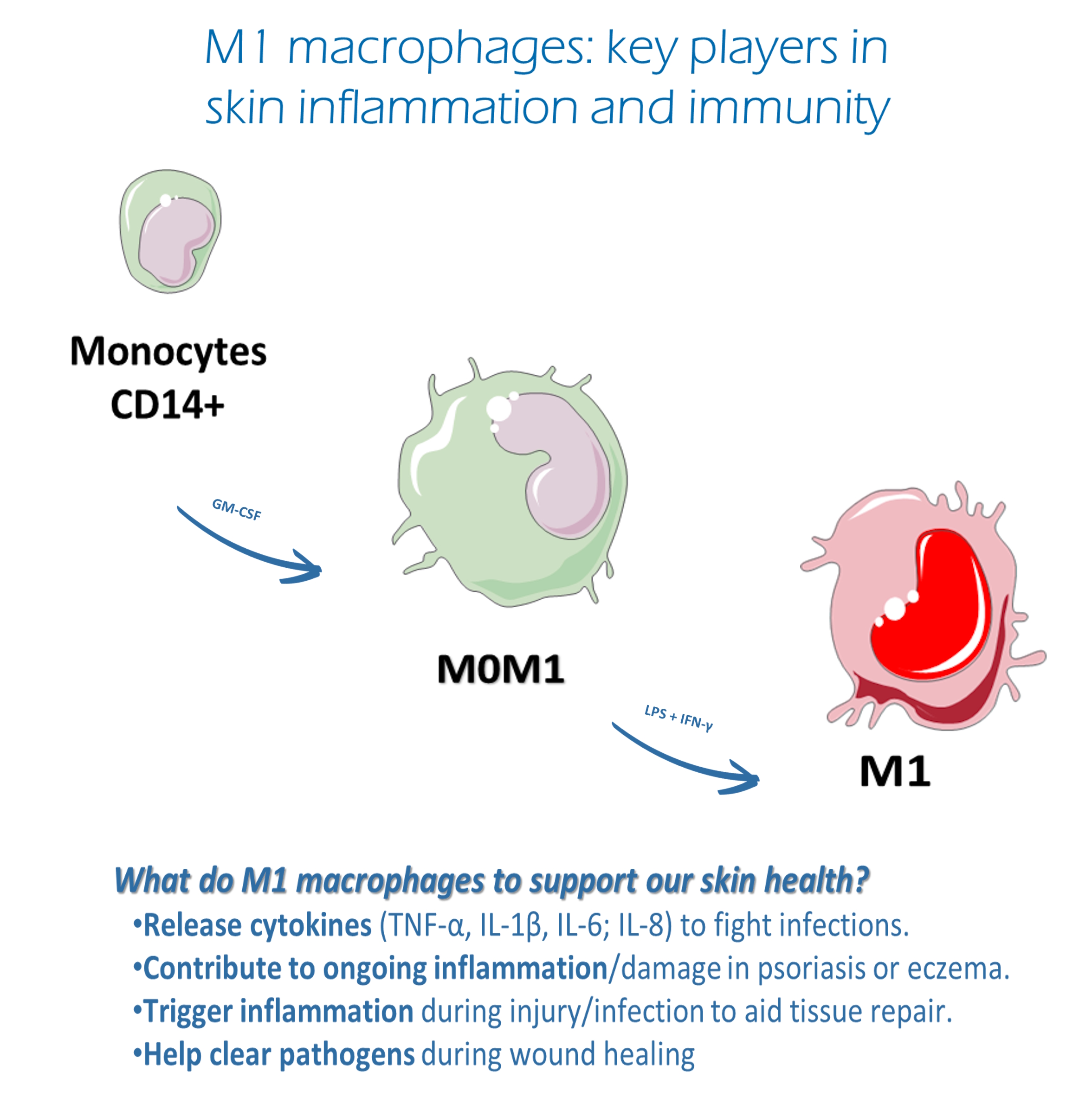 macrophages skin inflammation