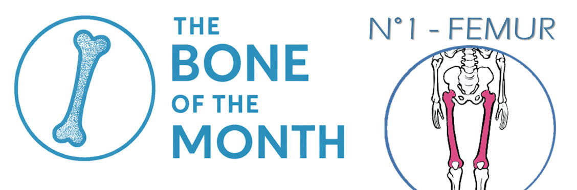 bone month femur