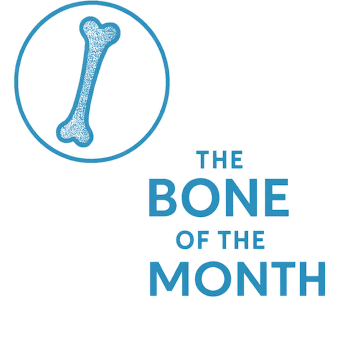 Bone of the Month n°1 – The Femur