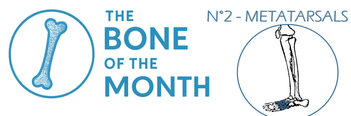bone month metatarsals bandeau
