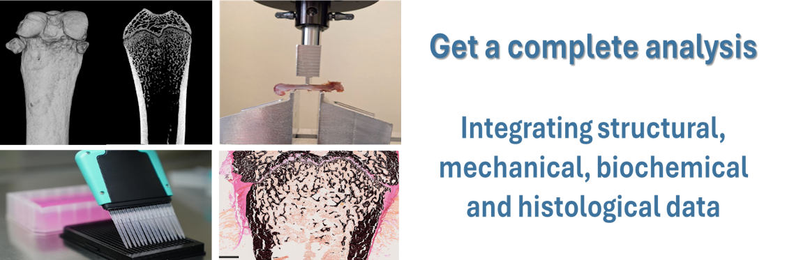 exvivo bone analyses
