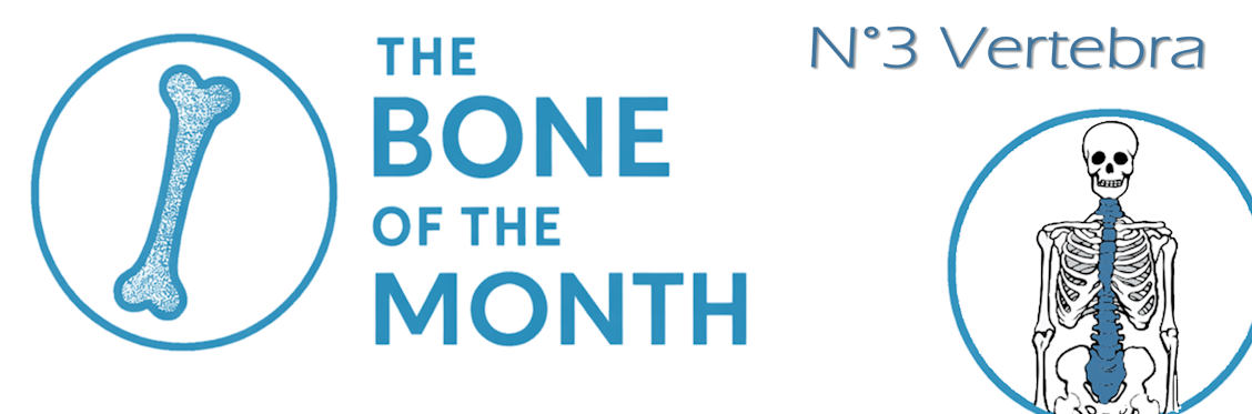 bone month vertebra bandeau