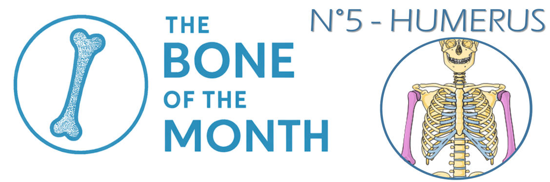 bone month humerus bandeau