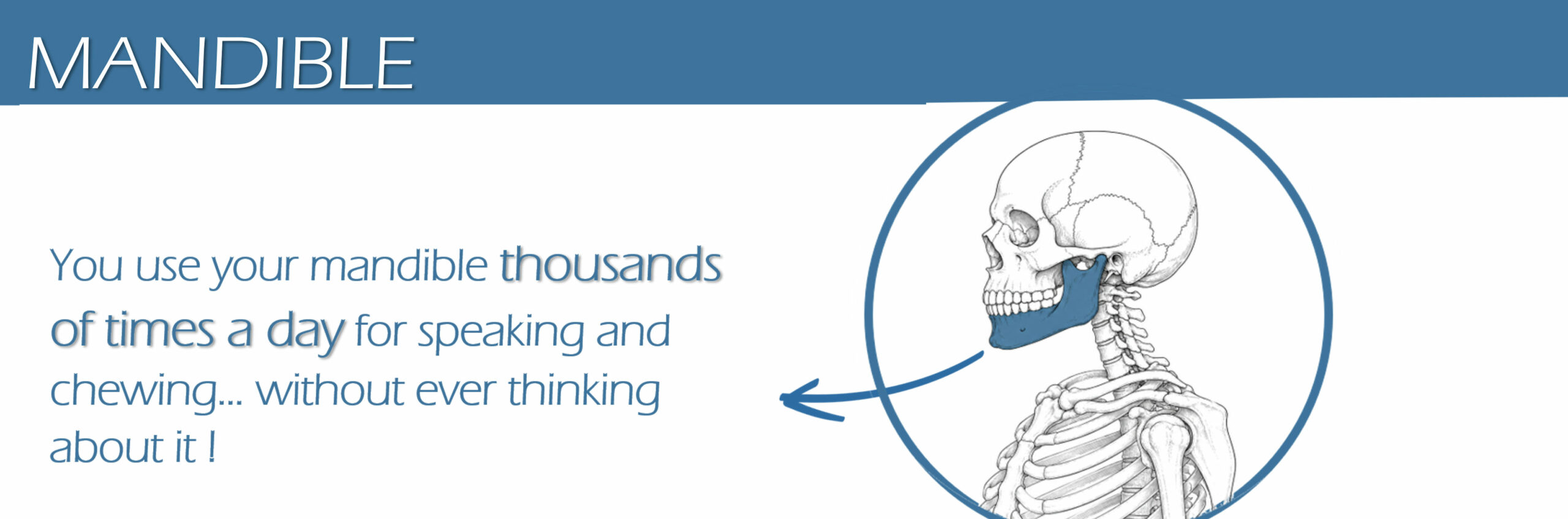 mandible6 web